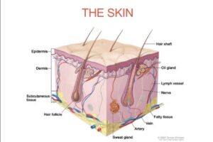 https://www.akaciamedical.com/wp-content/uploads/2023/03/the-skin-1-300x200.jpg